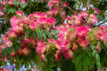 Close-up of delicate silk tree flowers in full bloom, their feathery petals glowing in the...