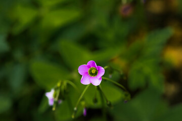 purple flower in the garden