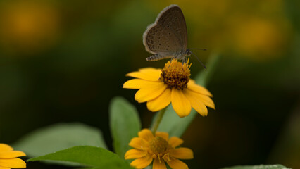butterfly on flower