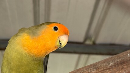 PeachFaced Lovebird Profile Detailed Bird Portrait on Perch with Orange Head and Green Body