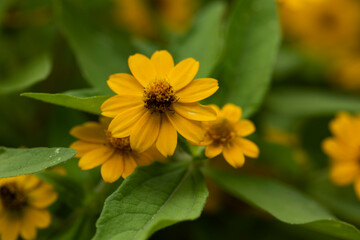 yellow flower