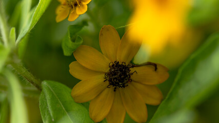 Yellow Flower