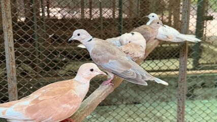 Ringneck Doves on Branch Inside Cage Mixed Colors, CloseUp Bird Photography, Animal Sanctuary