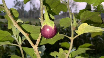 Ripe Purple Eggplant Hanging on the Vine with Green Leaves in a Home Garden