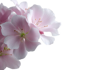 Delicate pink cherry blossoms, a cluster of soft petals, gently unfolds against a bright backdrop.