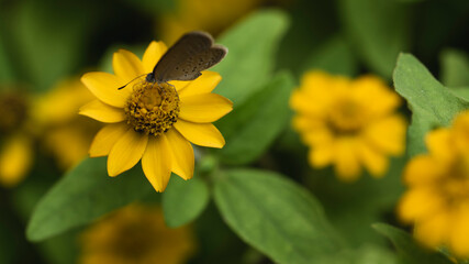 bee on yellow flower