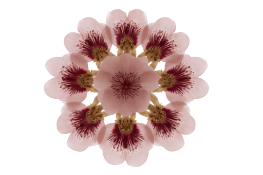 A stunning collection of delicate peach blossom petals arranged in a mesmerizing circular pattern, a perfect blend of beauty and symmetry. This image captures the essence of spring.