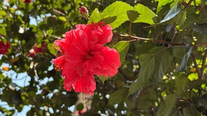 Vibrant Red Hibiscus Bloom with Bud Among Green Leaves and Branches in Sunlight © IT'S ORA