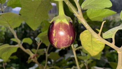 CloseUp of a Round Purple Eggplant Growing on a Plant with Green Leaves