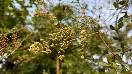 Closeup of Tiny Yellow Flowers and Buds on a Bush Against Sky
