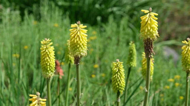 Bl&uuml;hende Fackellilien Pflanze im Garten, Raketenblumen Lilien, Pflanzengattung Affodillgew&auml;chse
