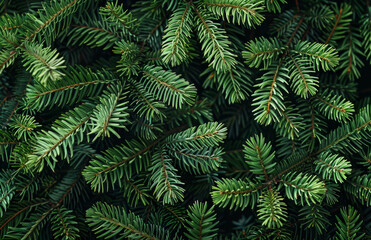 Dark background with fir branches, green spruce texture, Christmas top view illustration.