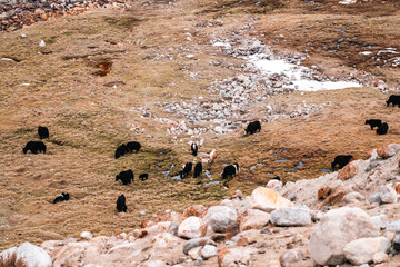 Herd of yak grazing peacefully on rugged mountain terrain, surrounded by patches of green moss,...