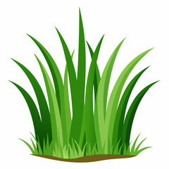 green grass isolated on white