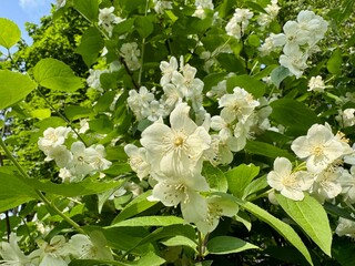 Jasmine blooming on a sunny summer day. High quality photo
