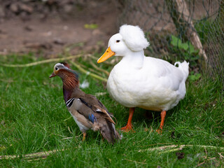 Oie blanche et canard