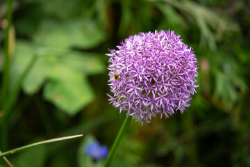 Fleur en forme de boule en gros plan