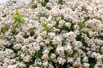 Massif de fleurs blanches dans un jardin