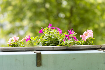 Colorful balcony flowers in sunny weather