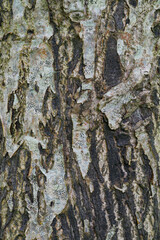 Beautiful close-up of the bark of junglans cinerea