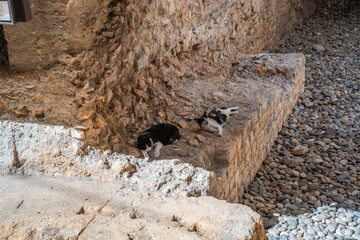 Zwei Katzen in felsiger Umgebung Streuner in natürlichem Lebensraum