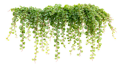Hanging string of turtles plant with lush green foliage isolated on white background for botanical and decorative concepts.