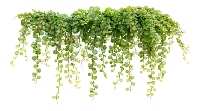 Hanging string of turtles plant with lush green foliage isolated on white background for botanical and decorative concepts.