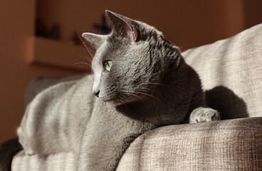 Gray cat relaxing on a sofa in warm sunlight.