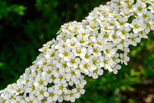 A branch of spirea blooming with small white flowers against the background of green vegetation in the spring