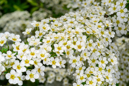 A branch of spirea blooming with small white flowers against the background of green vegetation in the spring