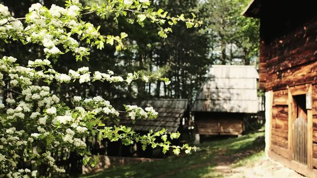 Blooming tree branches with traditional village background in Staro Selo ethno village, Serbia in spring season. Horizontal 4k footage