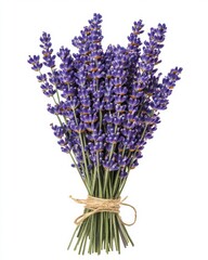 A neatly tied bouquet of fresh purple lavender flowers against a white background.