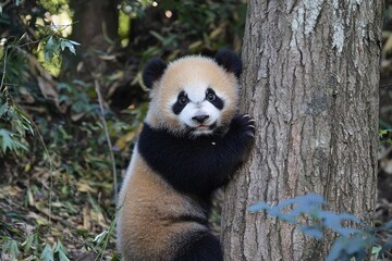 A cute giant panda cub clings to a tree trunk in a lush forest setting.