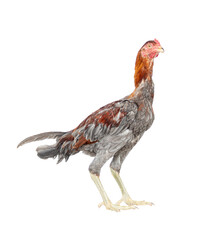 India country chicken on a Transparent PNG background