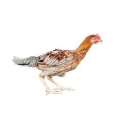 India country chicken on a Transparent PNG background