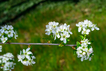 Prunus spinosa, white blackthorn flowers in spring in a garden, Ukraine