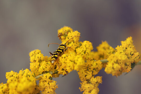 Yellow beetle Chlorophorus varius on goldenrod Solidago flowers, back view.