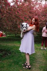 red-haired girl with curly hair walks with a marble-colored border collie dog. The girl in the...