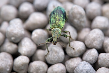 Nessel-Blattrüssler oder Brennnessel-Grünrüssler ( Phyllobius pomaceus ).