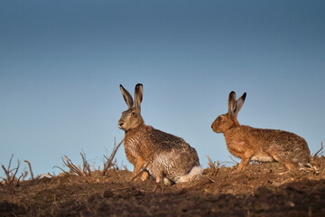 Feldhasen ( Lepus europaeus ).