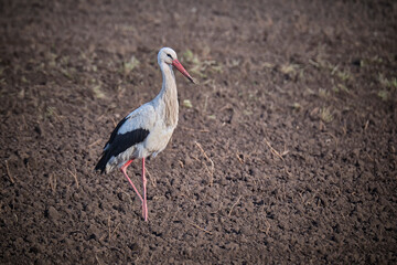 Weißstorch ( Ciconia ciconia ).