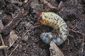 Engerling des Nashornk&auml;fers ( Oryctes nasicornis ).
