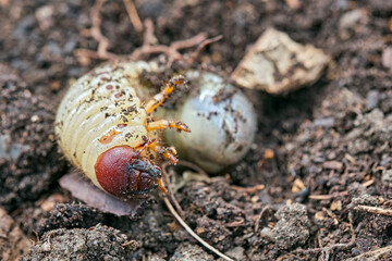 Engerling des Nashornkäfers ( Oryctes nasicornis ).