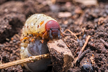 Engerling des Nashornkäfers ( Oryctes nasicornis ).