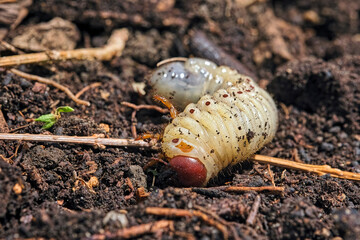Engerling des Nashornkäfers ( Oryctes nasicornis ).