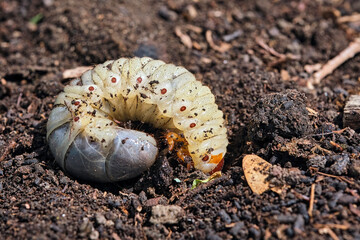 Engerling des Nashornkäfers ( Oryctes nasicornis ).
