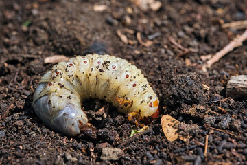 Engerling des Nashornkäfers ( Oryctes nasicornis ).