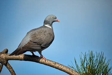 Ringeltaube ( Columba palumbus ).