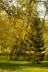 Sunlight filtering through a spring forest, highlighting a tall evergreen among leaning deciduous trees. A lush green meadow carpets the ground.