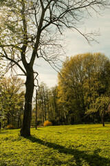 Peaceful countryside landscape with tall trees casting long shadows on a lush green meadow in warm afternoon sunlight.